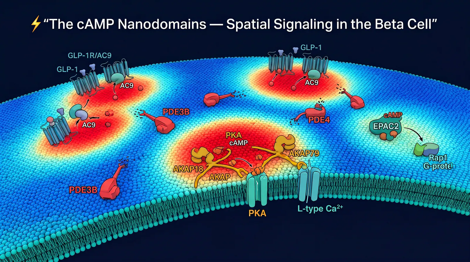 cAMP nanodomains in the GLP-1R-stimulated β-cell. Illustration showing Spatially restricted cAMP signalling coordinates PKA and EPAC2 pathways for insulin exocytosis.